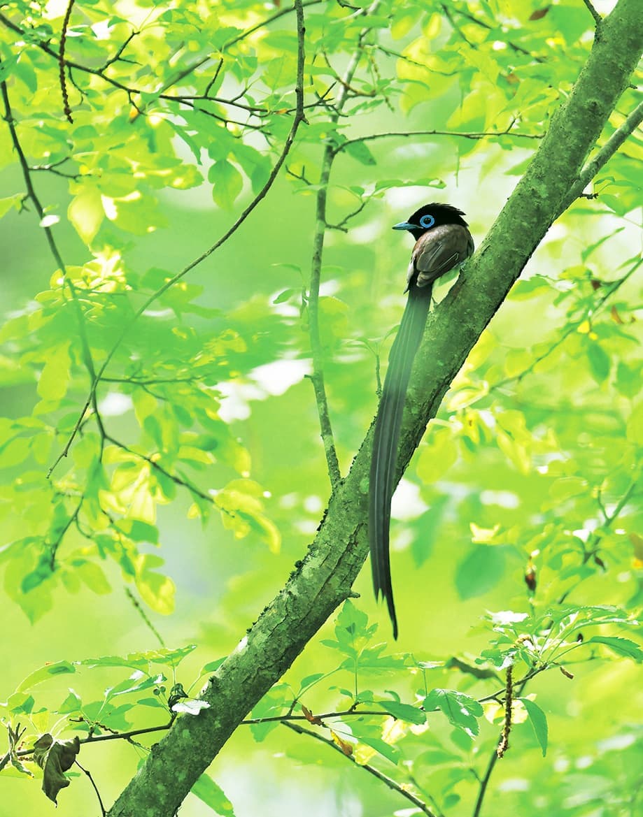 野鳥カレンダー