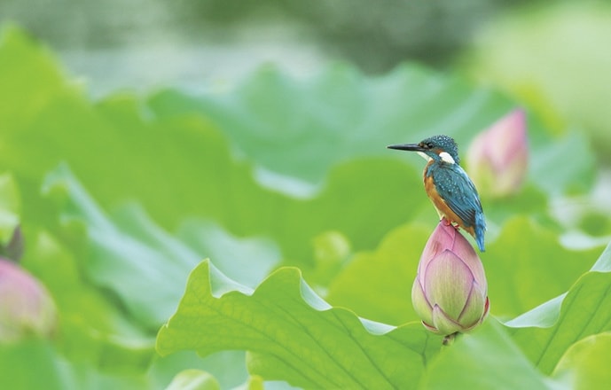 野鳥カレンダー
