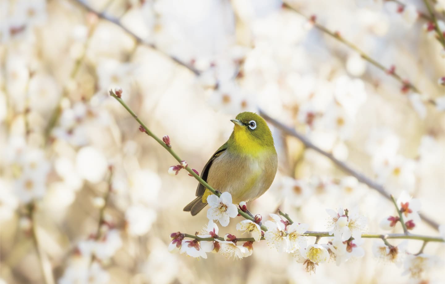 野鳥カレンダー