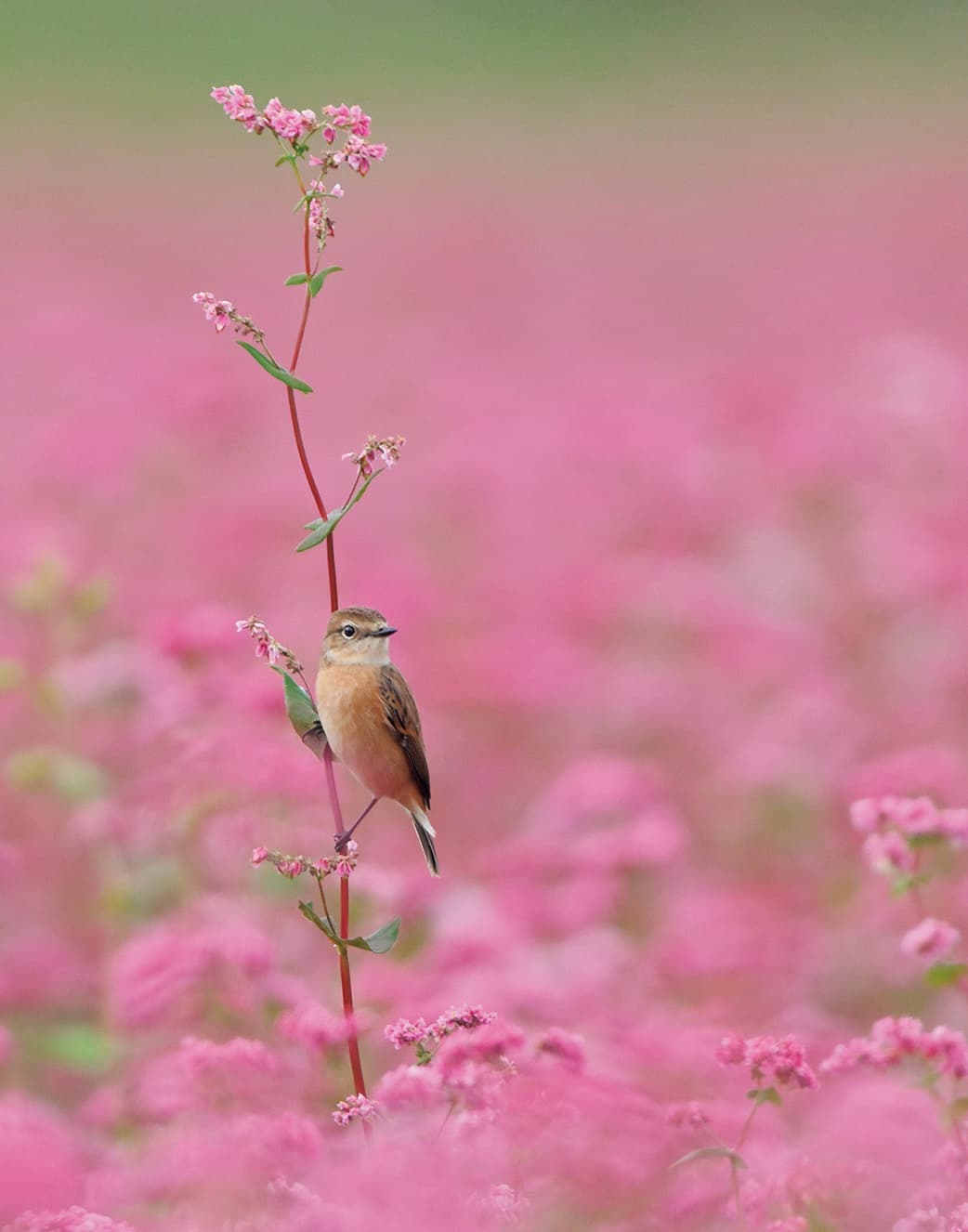 野鳥カレンダー