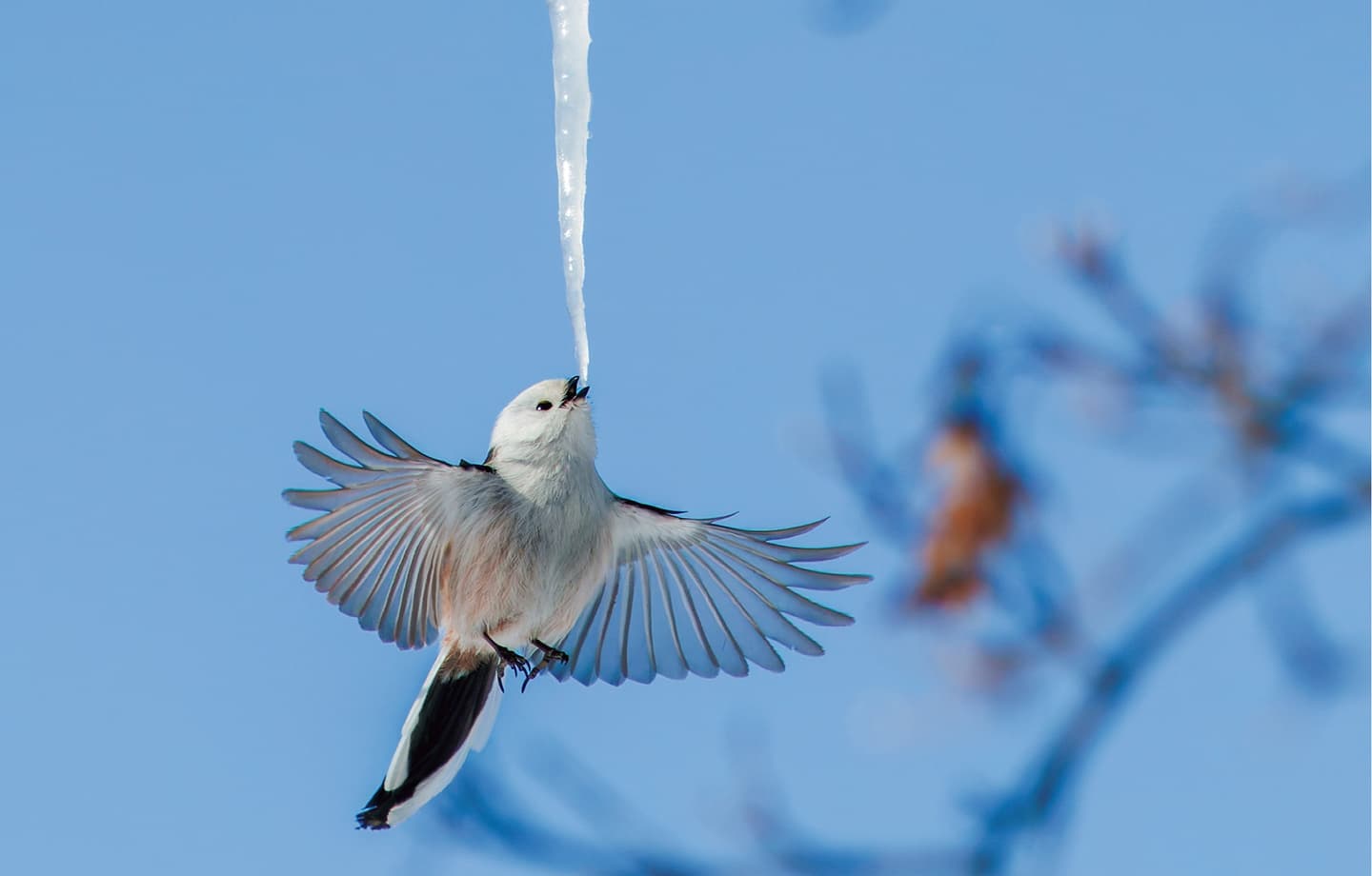 野鳥カレンダー