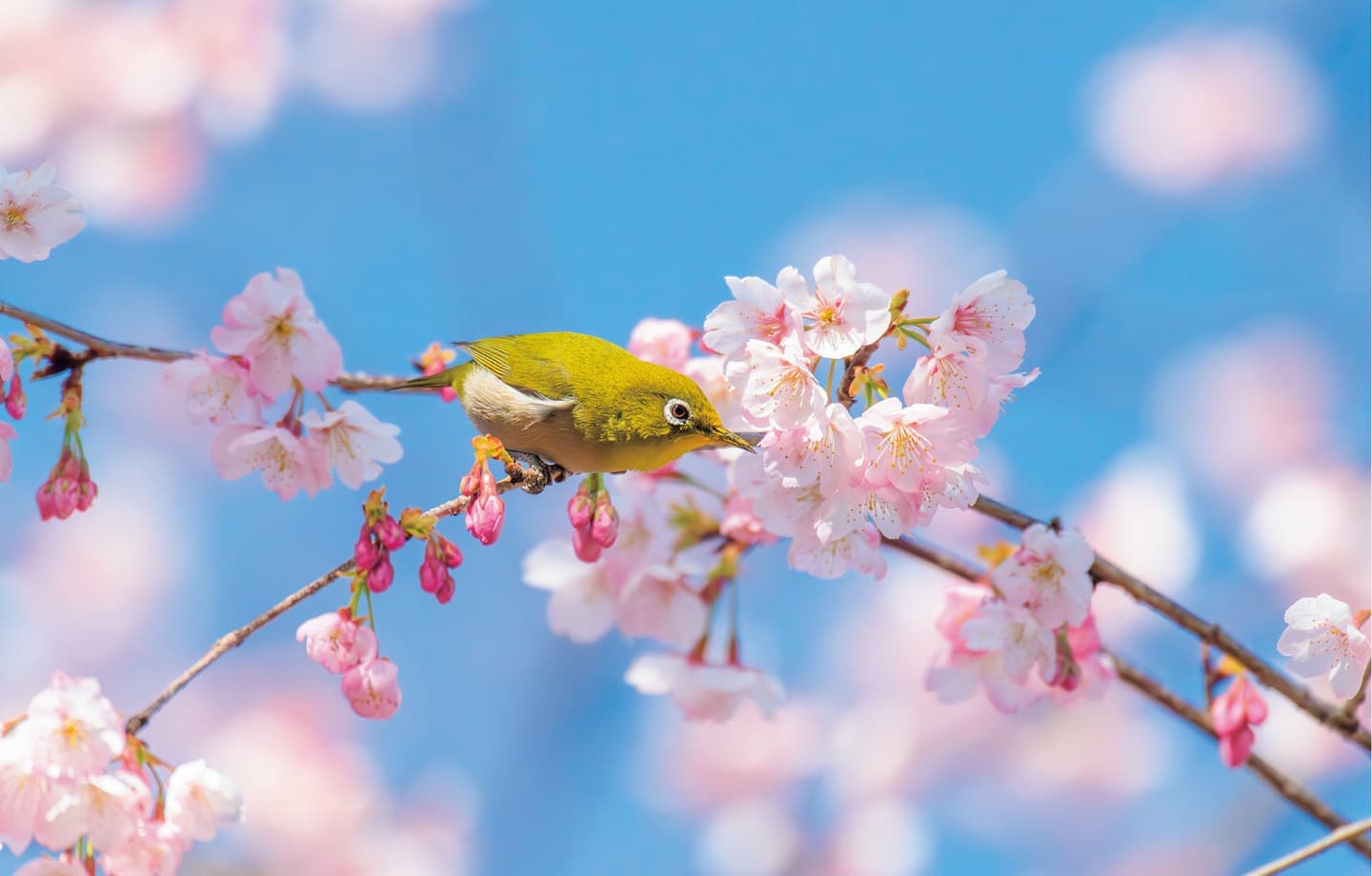 野鳥カレンダー