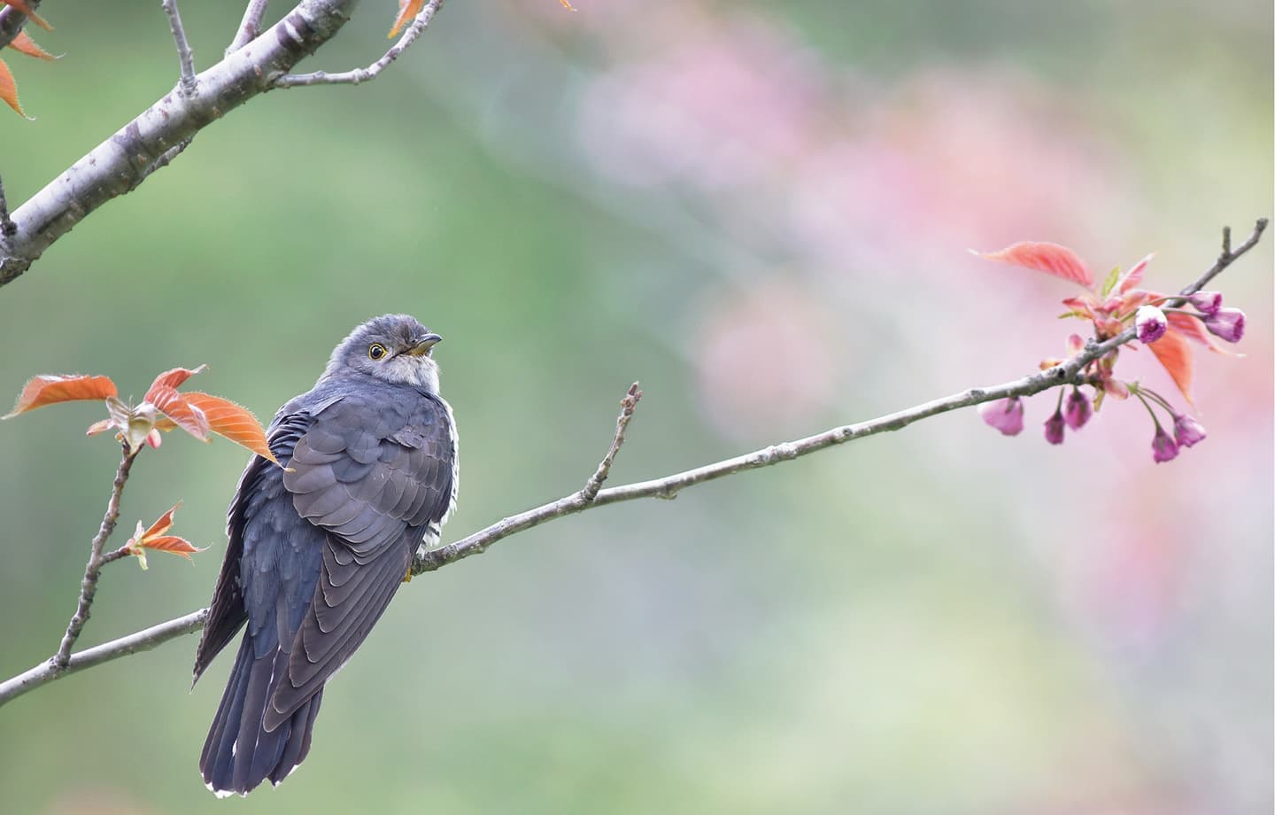 野鳥カレンダー