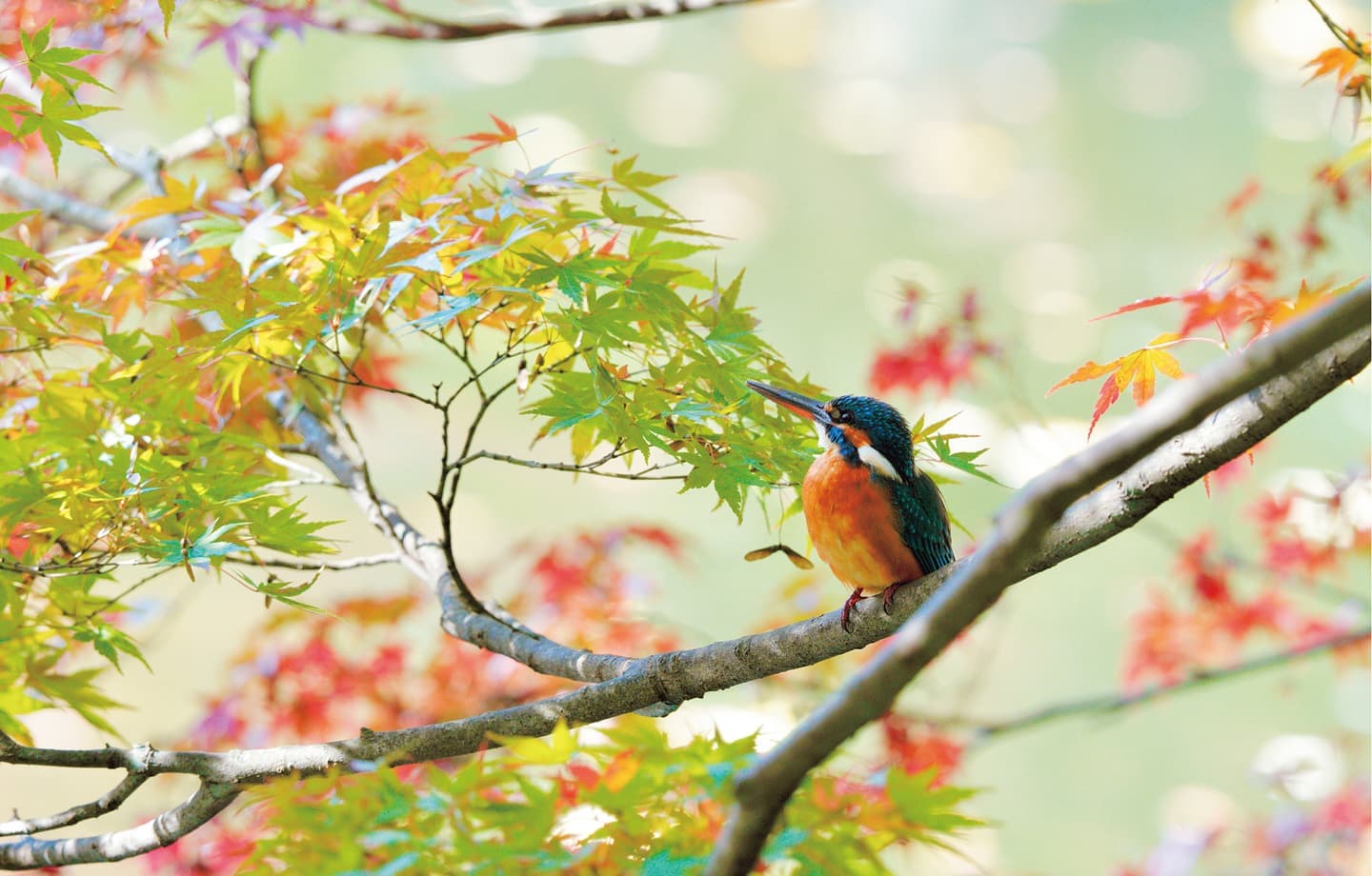 野鳥カレンダー