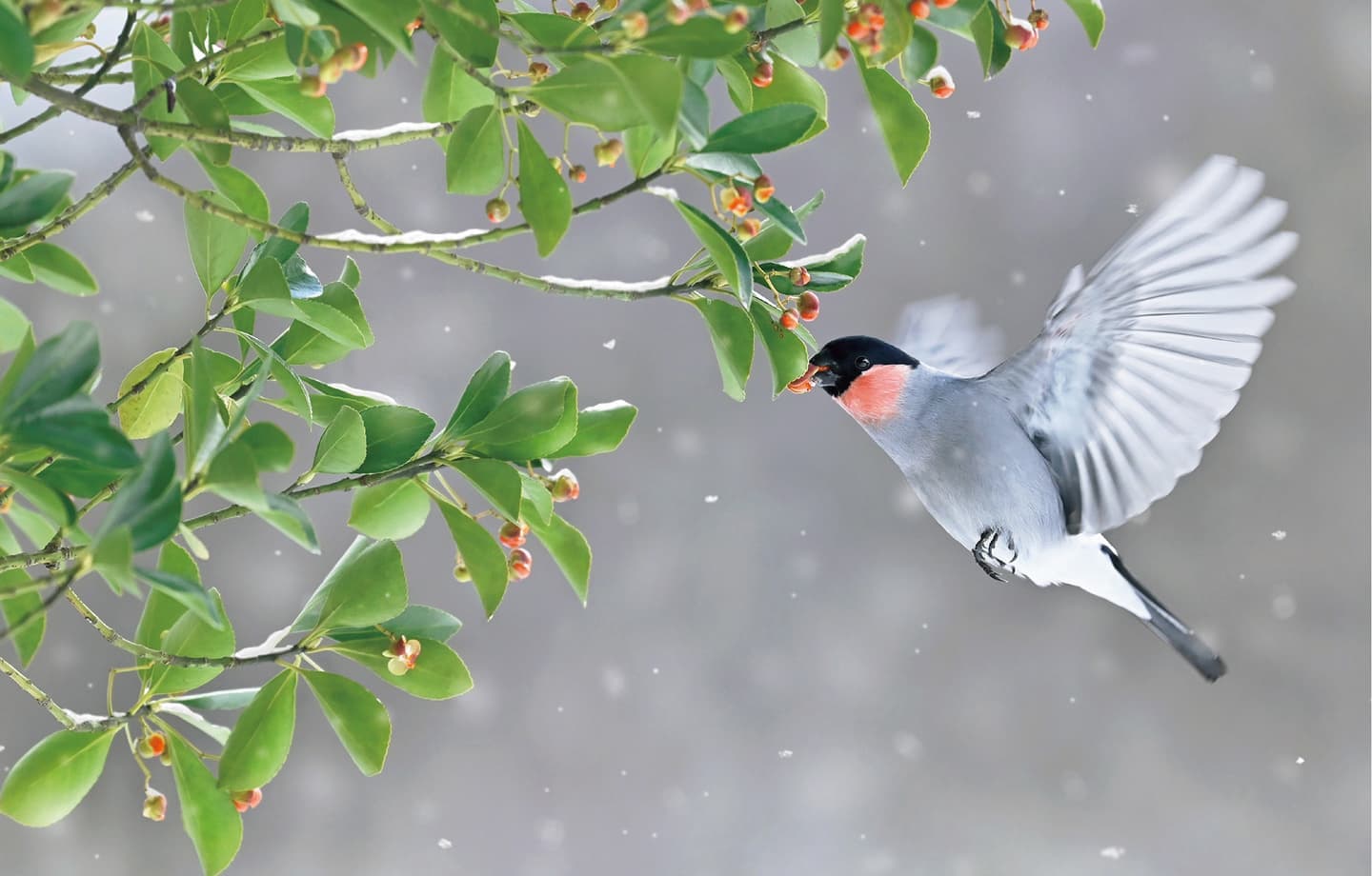 野鳥カレンダー