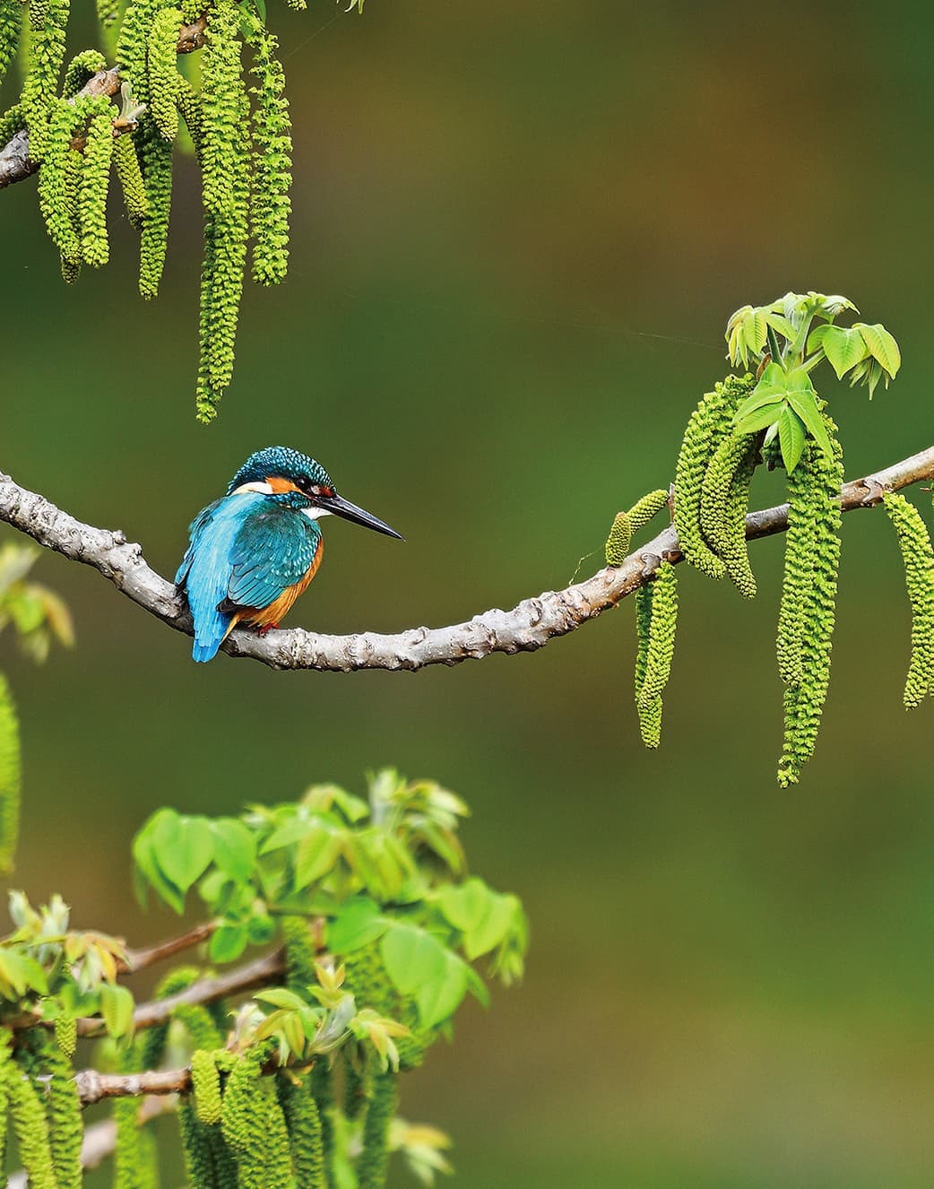 野鳥カレンダー