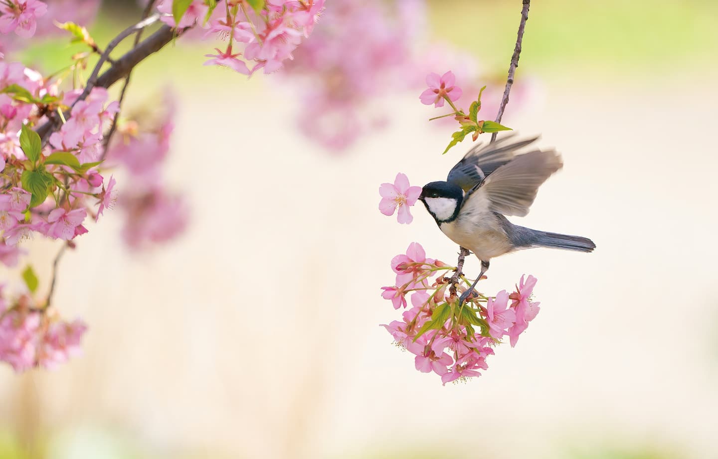 野鳥カレンダー