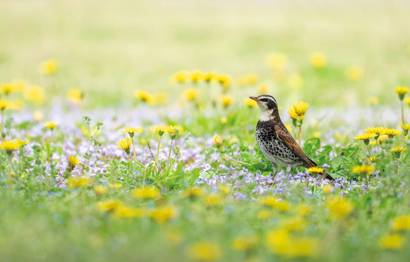 野鳥カレンダー