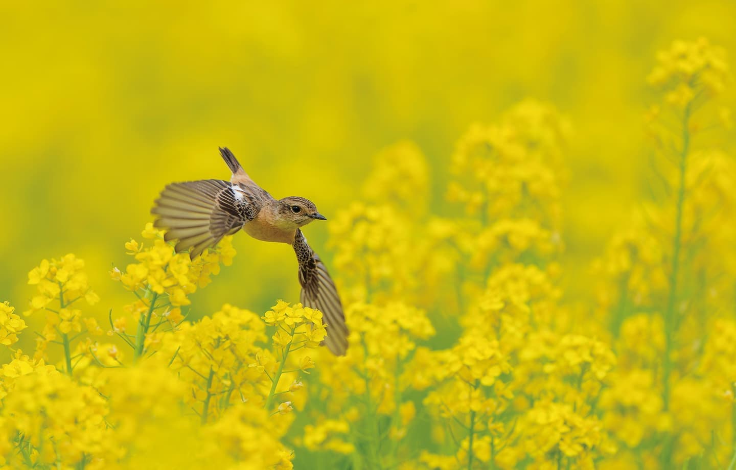 野鳥カレンダー