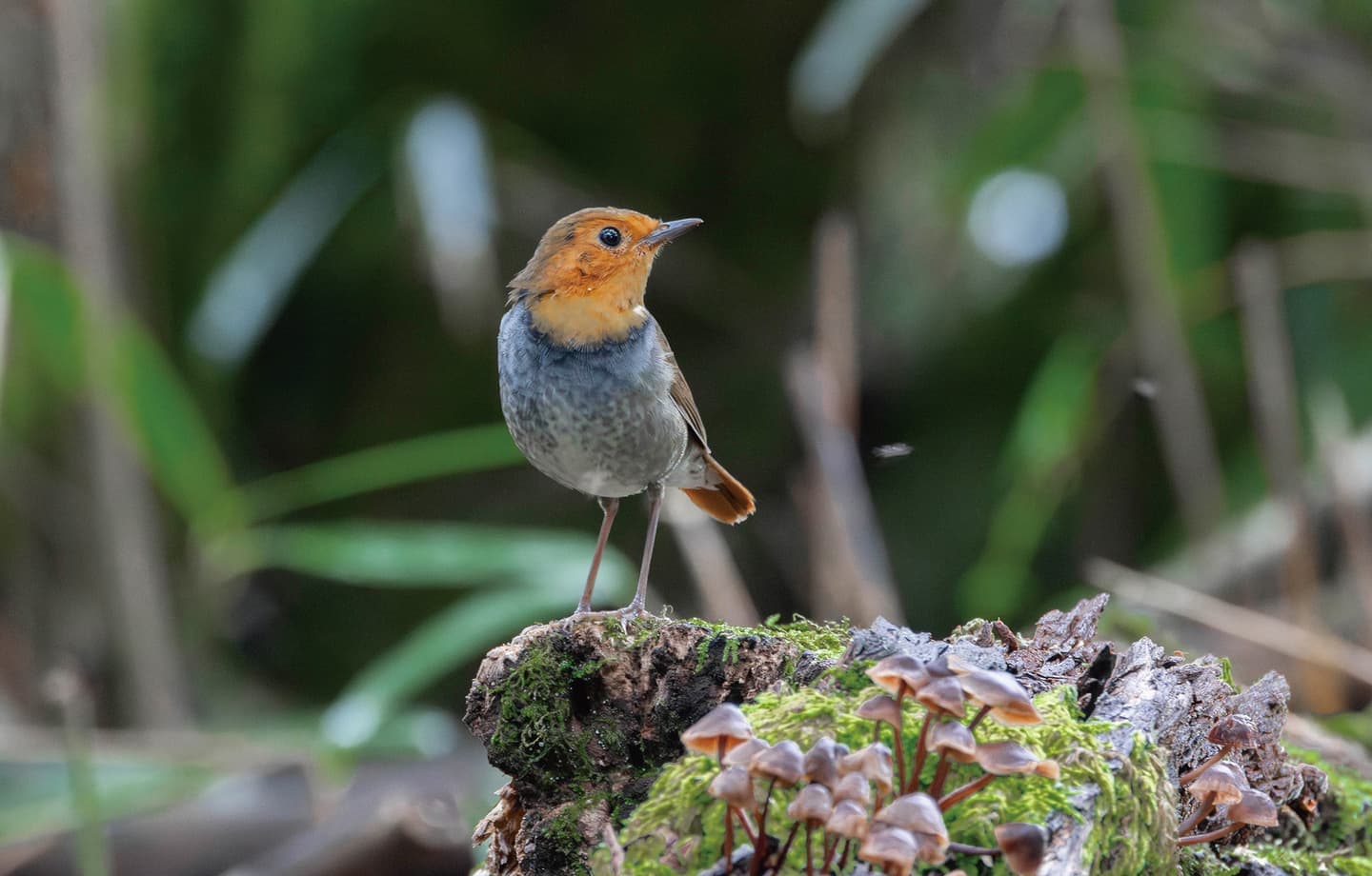 野鳥カレンダー