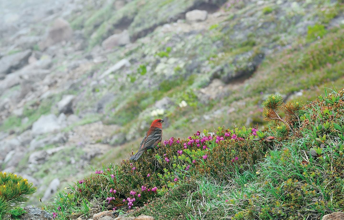 野鳥カレンダー