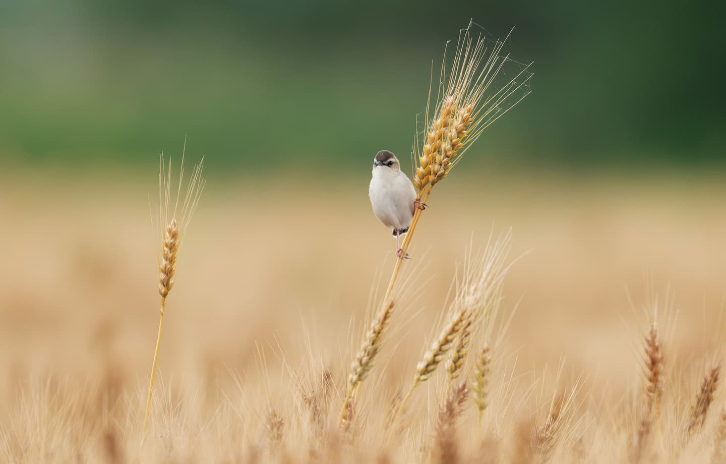 野鳥カレンダー