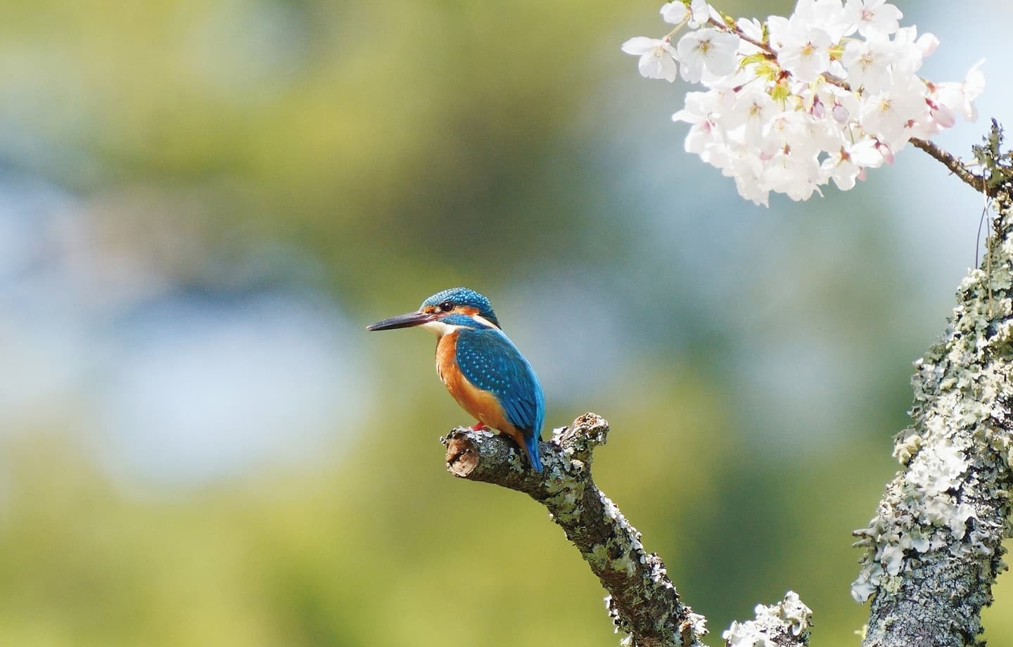 野鳥カレンダー