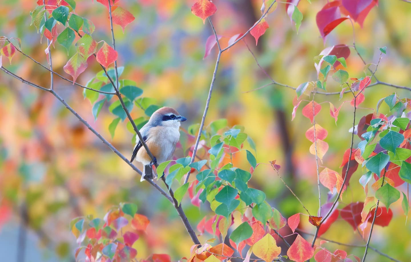 野鳥カレンダー