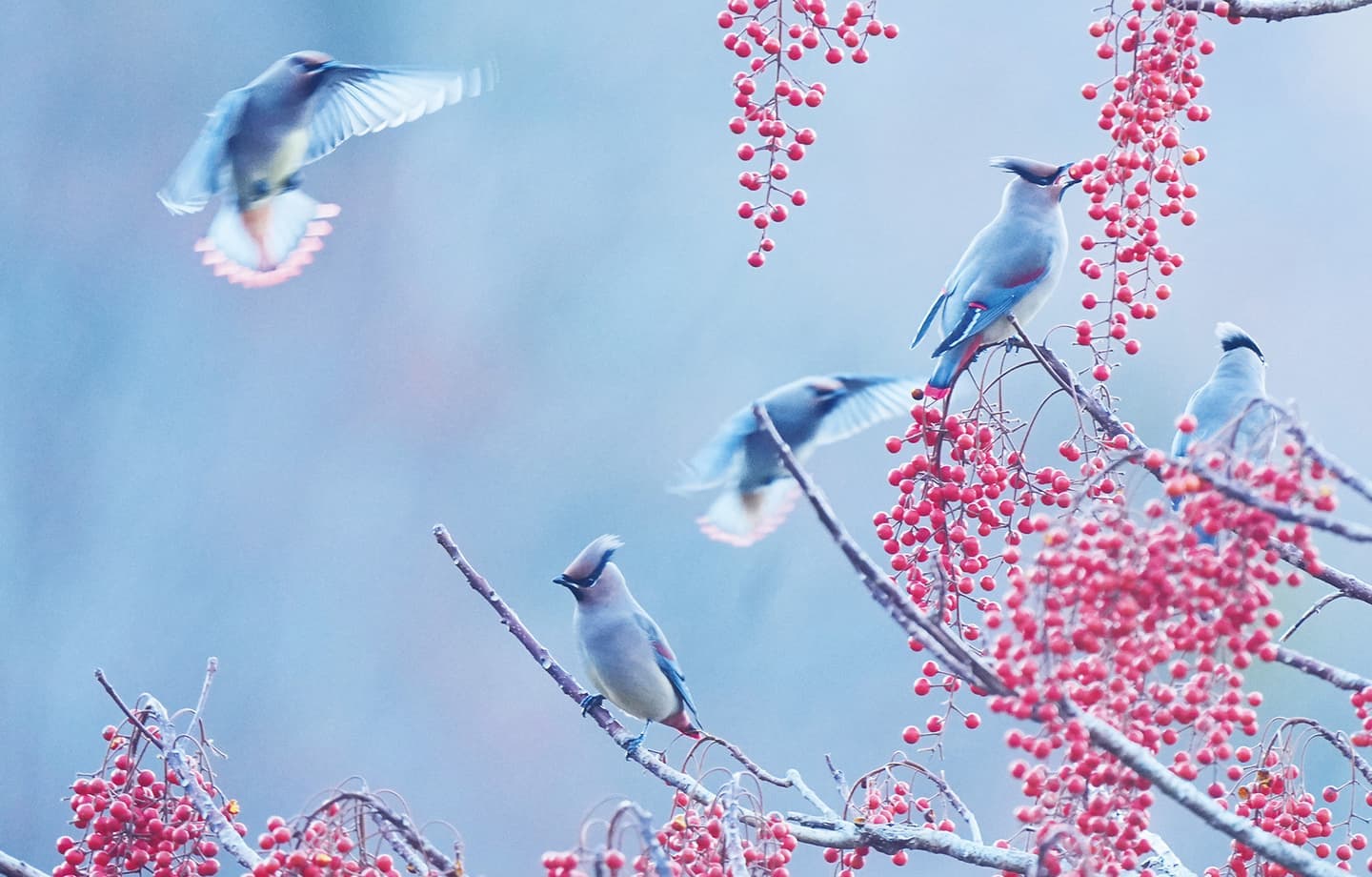 野鳥カレンダー